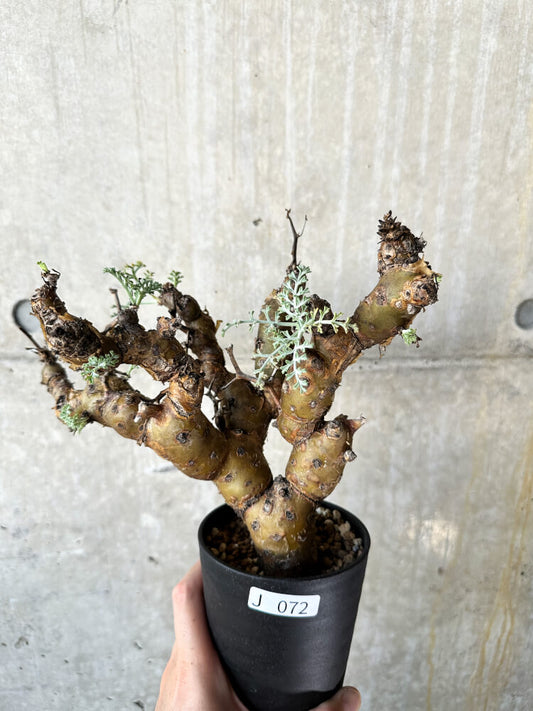 【現品限り】ペラルゴニウム・クリズミフォリウム 現地株 発根済み【J72】 Pelargonium crithmifolium