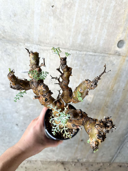 【現品限り】ペラルゴニウム・クリズミフォリウム 現地株 発根済み【J72】 Pelargonium crithmifolium