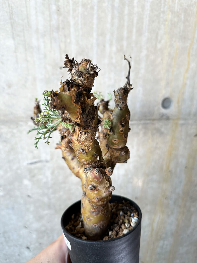 【現品限り】ペラルゴニウム・クリズミフォリウム 現地株 発根済み【J72】 Pelargonium crithmifolium