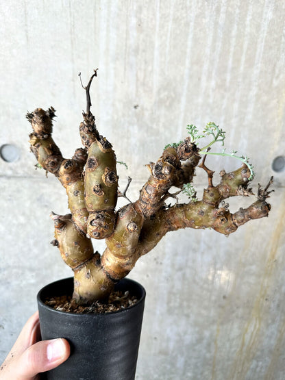 【現品限り】ペラルゴニウム・クリズミフォリウム 現地株 発根済み【J72】 Pelargonium crithmifolium