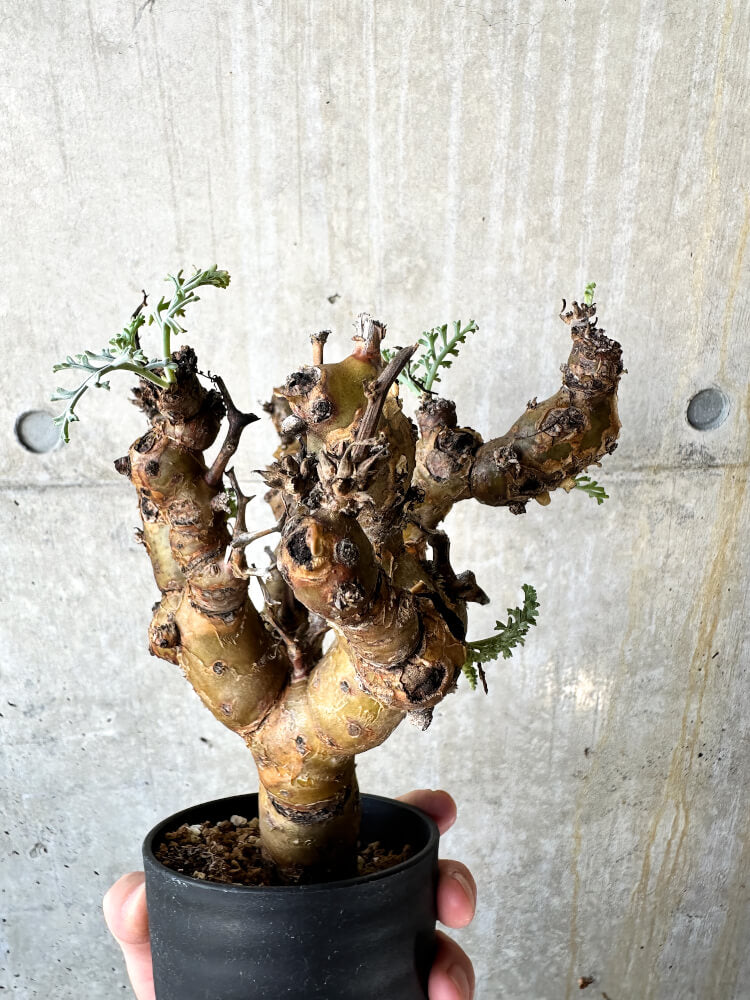 【現品限り】ペラルゴニウム・クリズミフォリウム 現地株 発根済み【J72】 Pelargonium crithmifolium