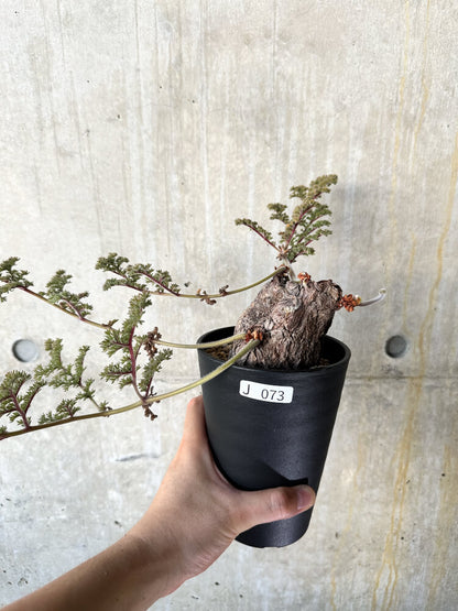 【現品限り】ペラルゴニウム・トリステ【J73】 Pelargonium triste