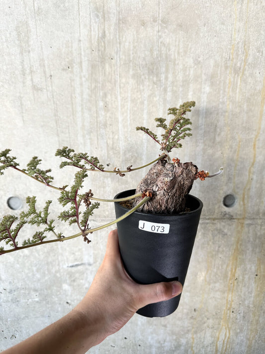 【現品限り】ペラルゴニウム・トリステ【J73】 Pelargonium triste