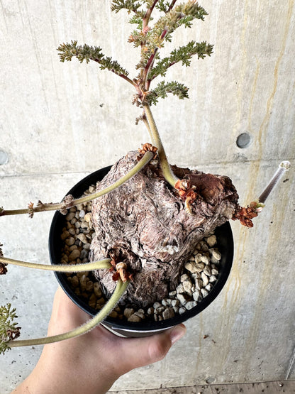 【現品限り】ペラルゴニウム・トリステ【J73】 Pelargonium triste