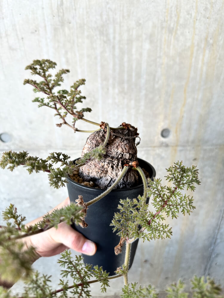 【現品限り】ペラルゴニウム・トリステ【J73】 Pelargonium triste