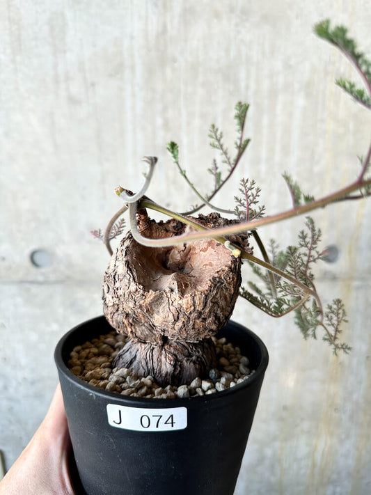 【現品限り】ペラルゴニウム・トリステ【J74】 Pelargonium triste