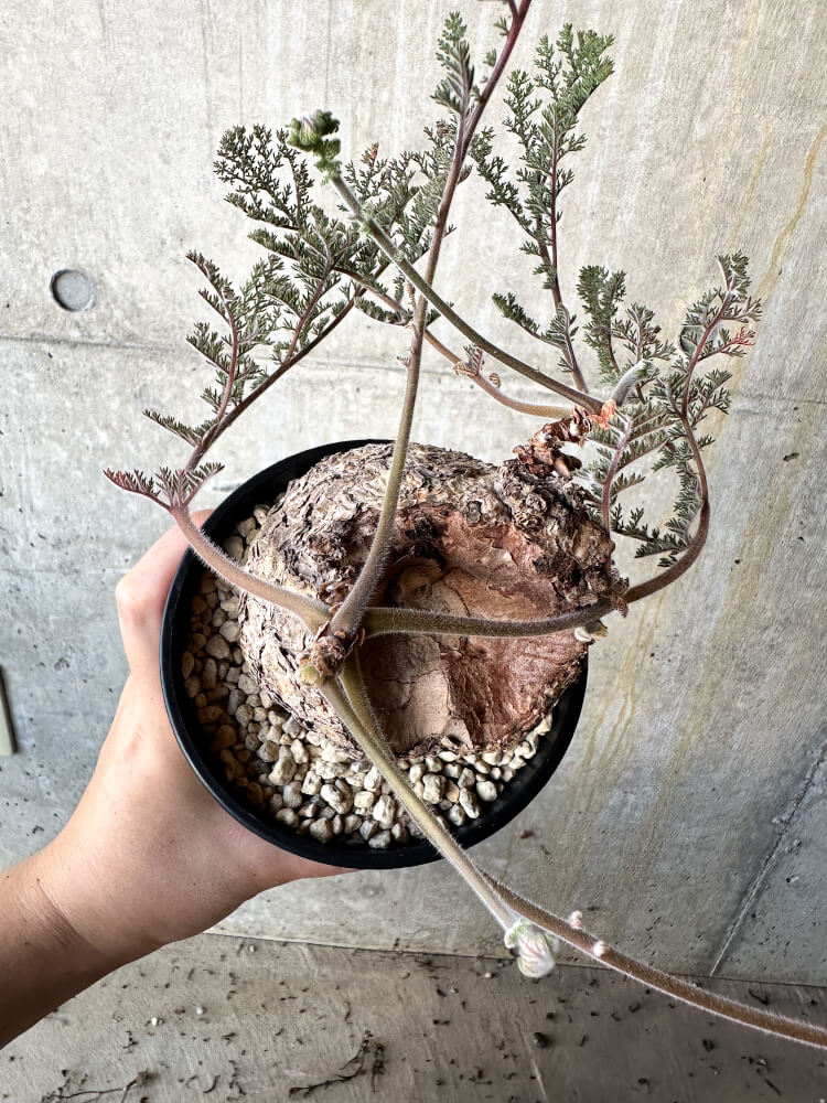 【現品限り】ペラルゴニウム・トリステ【J74】 Pelargonium triste