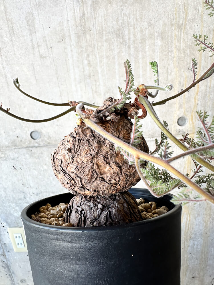 【現品限り】ペラルゴニウム・トリステ【J74】 Pelargonium triste