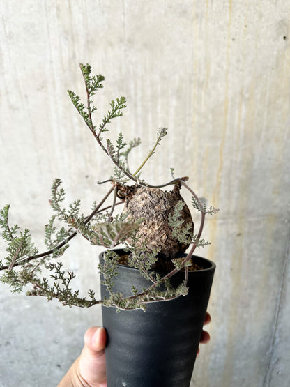 【現品限り】ペラルゴニウム・トリステ【J74】 Pelargonium triste