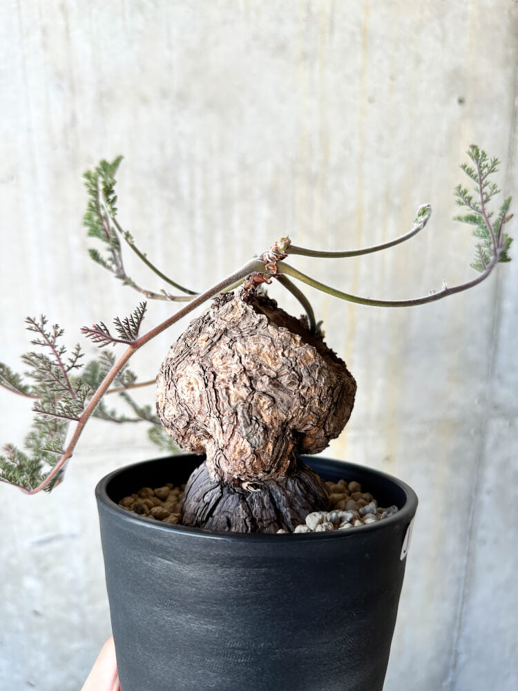 【現品限り】ペラルゴニウム・トリステ【J74】 Pelargonium triste