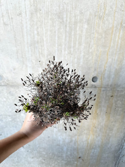 【現品限り】チレコドン・レティキュラータス 万物想【J75】 Tylecodon reticulatus ssp phyllopodium