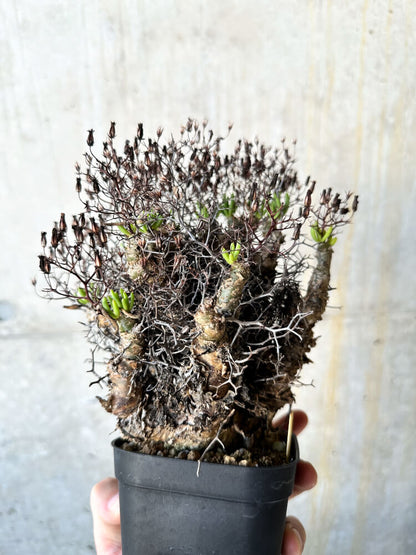 【現品限り】チレコドン・レティキュラータス 万物想【J75】 Tylecodon reticulatus ssp phyllopodium