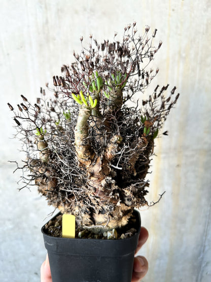 【現品限り】チレコドン・レティキュラータス 万物想【J75】 Tylecodon reticulatus ssp phyllopodium