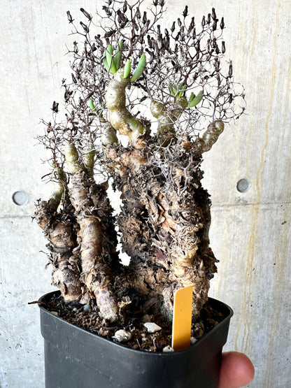 【現品限り】チレコドン・レティキュラータス 万物想【J76】 Tylecodon reticulatus ssp phyllopodium