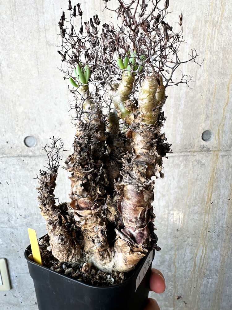 【現品限り】チレコドン・レティキュラータス 万物想【J76】 Tylecodon reticulatus ssp phyllopodium