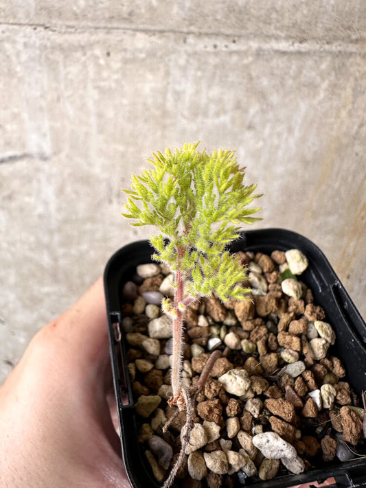 【現品限り】ペラルゴニウム・トリステ 実生【J7】 Pelargonium triste