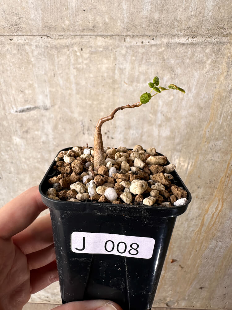 【現品限り】コミフォラ・モンストローサ【J8】 Commiphora monstruosa