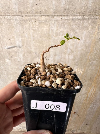 【現品限り】コミフォラ・モンストローサ【J8】 Commiphora monstruosa