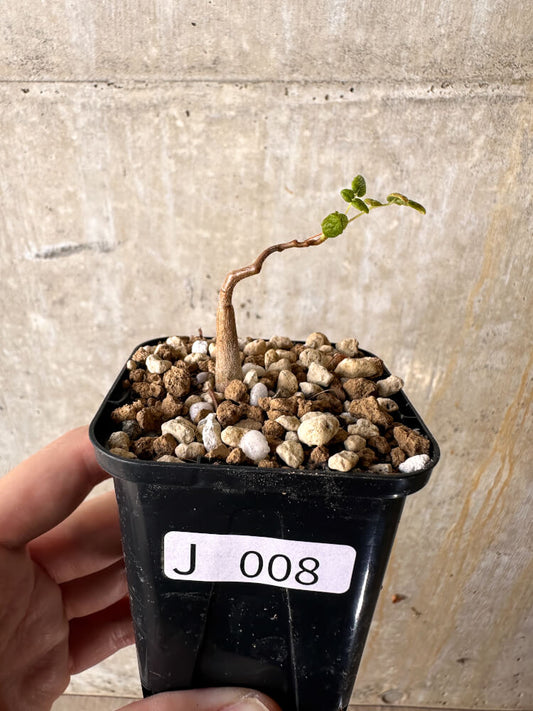 【現品限り】コミフォラ・モンストローサ【J8】 Commiphora monstruosa