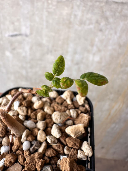 【現品限り】コミフォラ・モンストローサ【J8】 Commiphora monstruosa