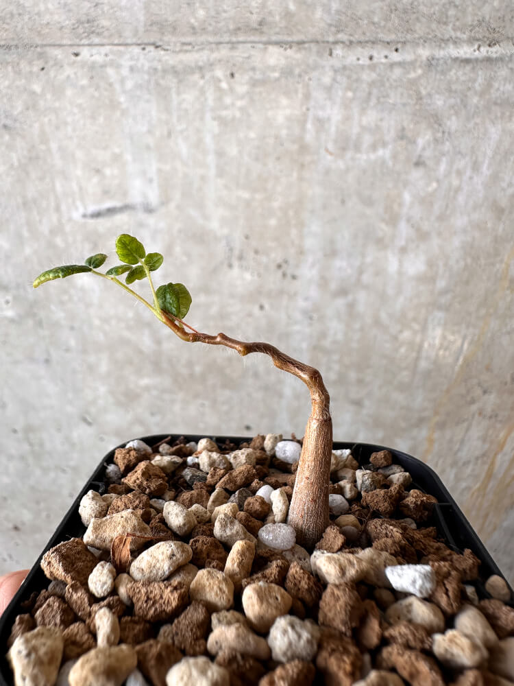 【現品限り】コミフォラ・モンストローサ【J8】 Commiphora monstruosa