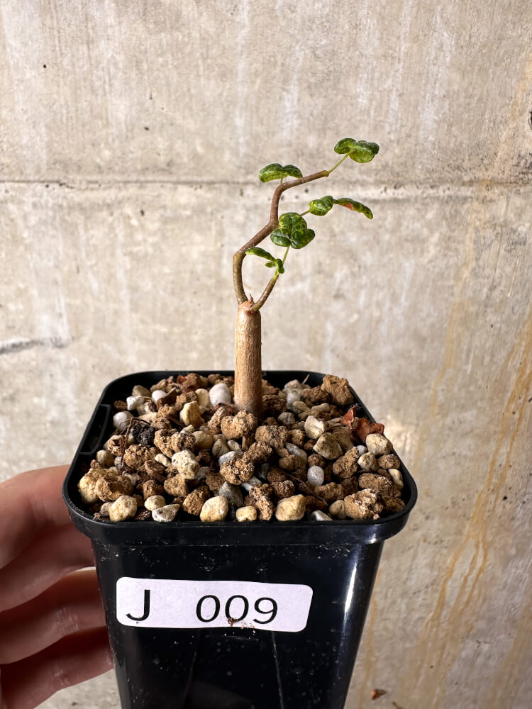 【現品限り】コミフォラ・モンストローサ【J9】 Commiphora monstruosa