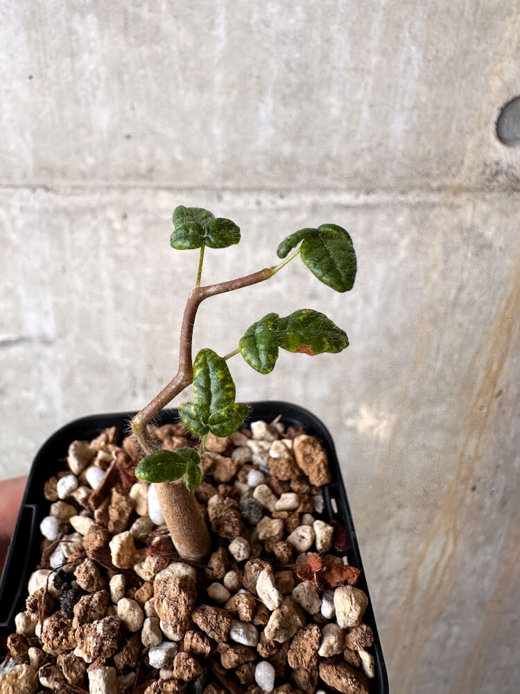 【現品限り】コミフォラ・モンストローサ【J9】 Commiphora monstruosa