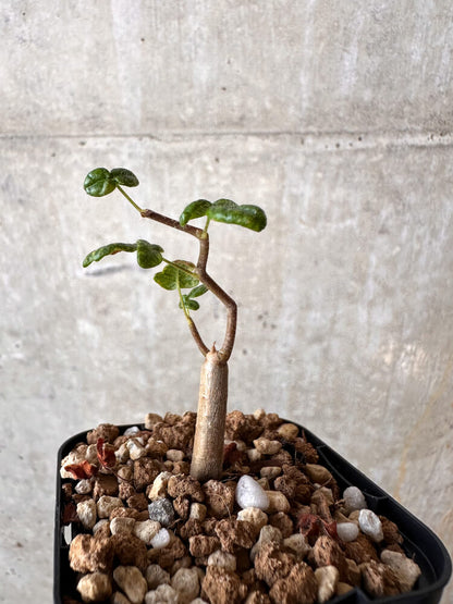 【現品限り】コミフォラ・モンストローサ【J9】 Commiphora monstruosa