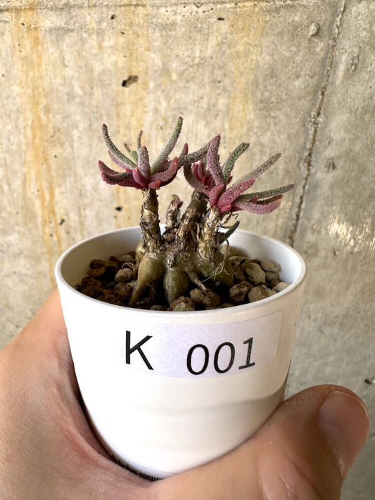 【現品限り】フィロボルス・レスルゲンス【K1】 Phyllobolus resurgens