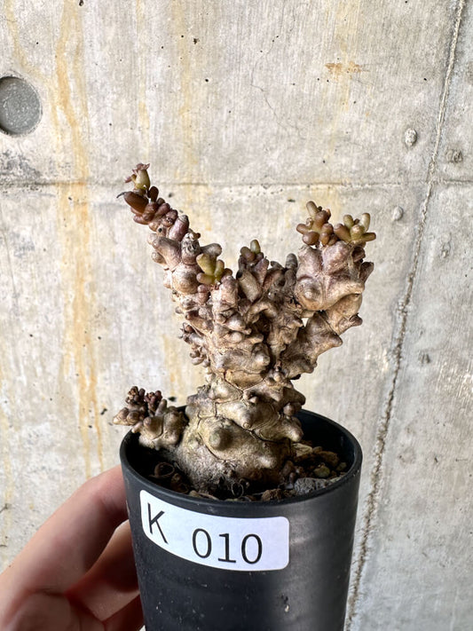 【現品限り】オトンナ・ヘレー 蛮鬼塔【K10】 Othonna herrei