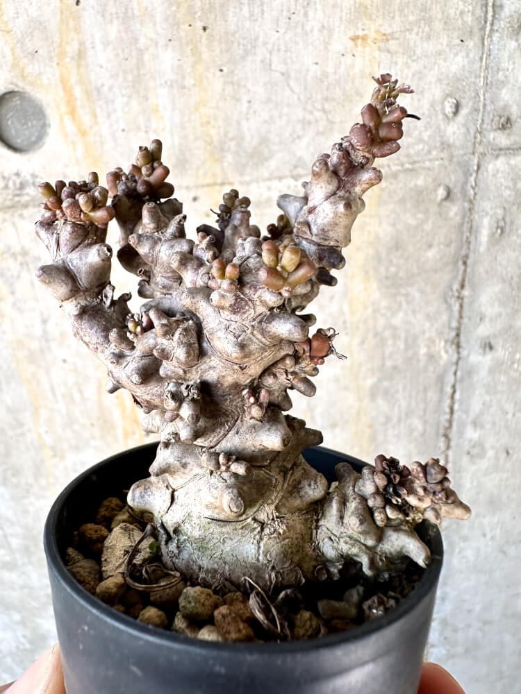 現品限り】オトンナ・ヘレー 蛮鬼塔【K10】 Othonna herrei 塊根植物