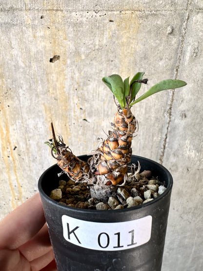 【現品限り】オトンナ・レピドカウリス【K11】 Othonna lepidocaulis