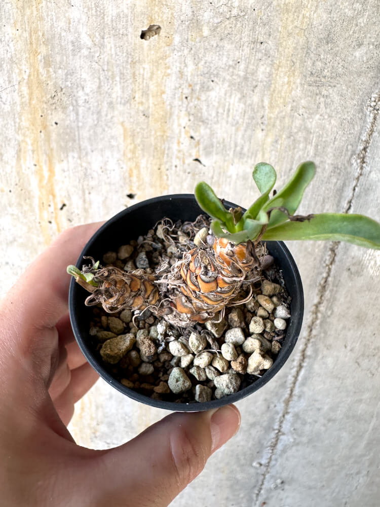 【現品限り】オトンナ・レピドカウリス【K11】 Othonna lepidocaulis