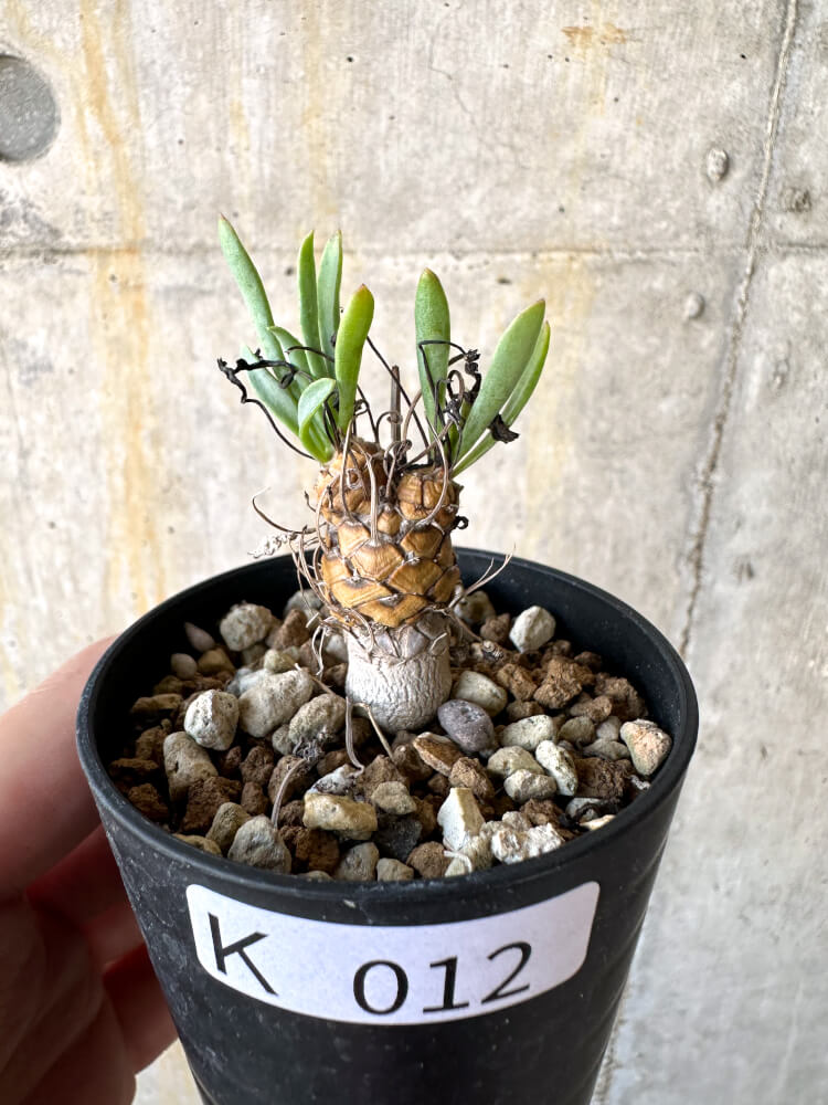 【現品限り】オトンナ・レピドカウリス【K12】 Othonna lepidocaulis