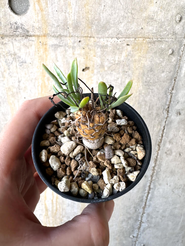 【現品限り】オトンナ・レピドカウリス【K12】 Othonna lepidocaulis