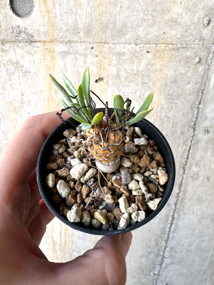 【現品限り】オトンナ・レピドカウリス【K12】 Othonna lepidocaulis