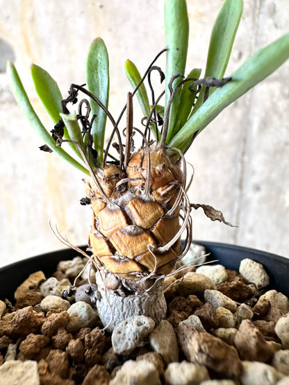 【現品限り】オトンナ・レピドカウリス【K12】 Othonna lepidocaulis