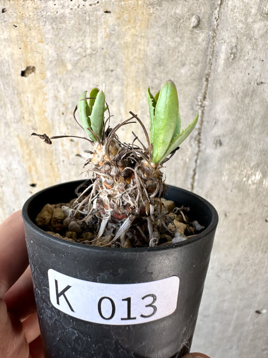 【現品限り】オトンナ・レピドカウリス【K13】 Othonna lepidocaulis