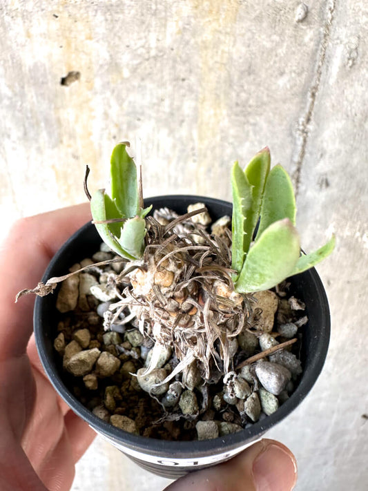 【現品限り】オトンナ・レピドカウリス【K13】 Othonna lepidocaulis