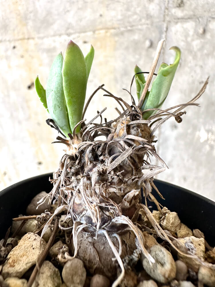 【現品限り】オトンナ・レピドカウリス【K13】 Othonna lepidocaulis