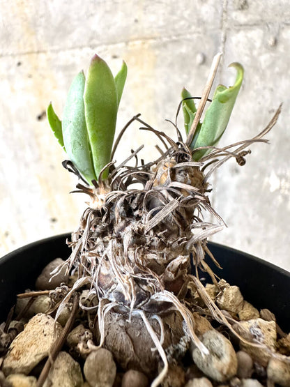【現品限り】オトンナ・レピドカウリス【K13】 Othonna lepidocaulis