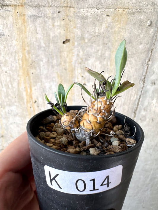 【現品限り】オトンナ・レピドカウリス【K14】 Othonna lepidocaulis