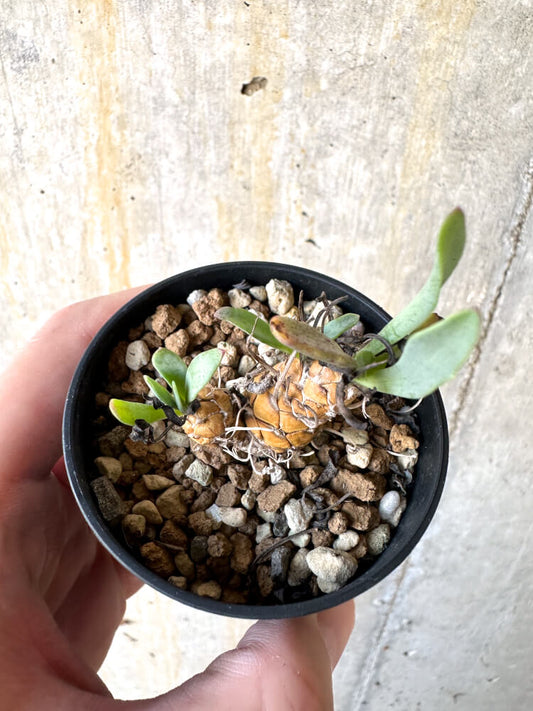 【現品限り】オトンナ・レピドカウリス【K14】 Othonna lepidocaulis