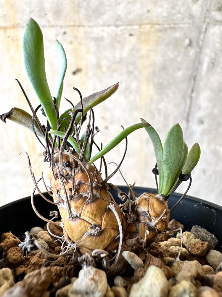【現品限り】オトンナ・レピドカウリス【K14】 Othonna lepidocaulis