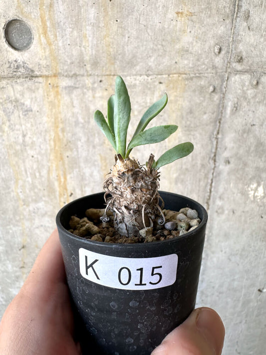 【現品限り】オトンナ・レピドカウリス【K15】 Othonna lepidocaulis