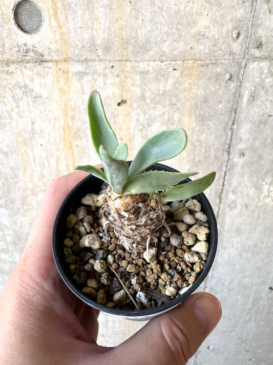 【現品限り】オトンナ・レピドカウリス【K15】 Othonna lepidocaulis