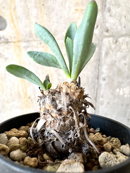 【現品限り】オトンナ・レピドカウリス【K15】 Othonna lepidocaulis