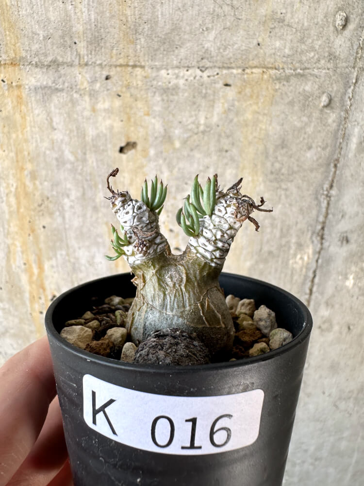 現品限り】チレコドン・ペアルソニー【K16】 Tylecodon pearsonii 塊根