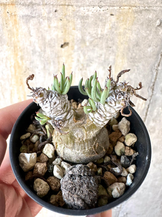 【現品限り】チレコドン・ペアルソニー【K16】 Tylecodon pearsonii