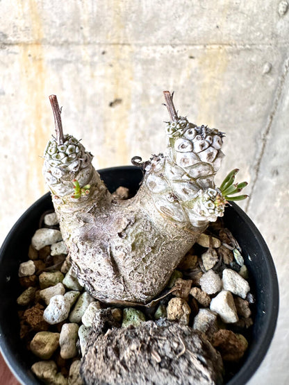 【現品限り】チレコドン・ペアルソニー【K17】 Tylecodon pearsonii